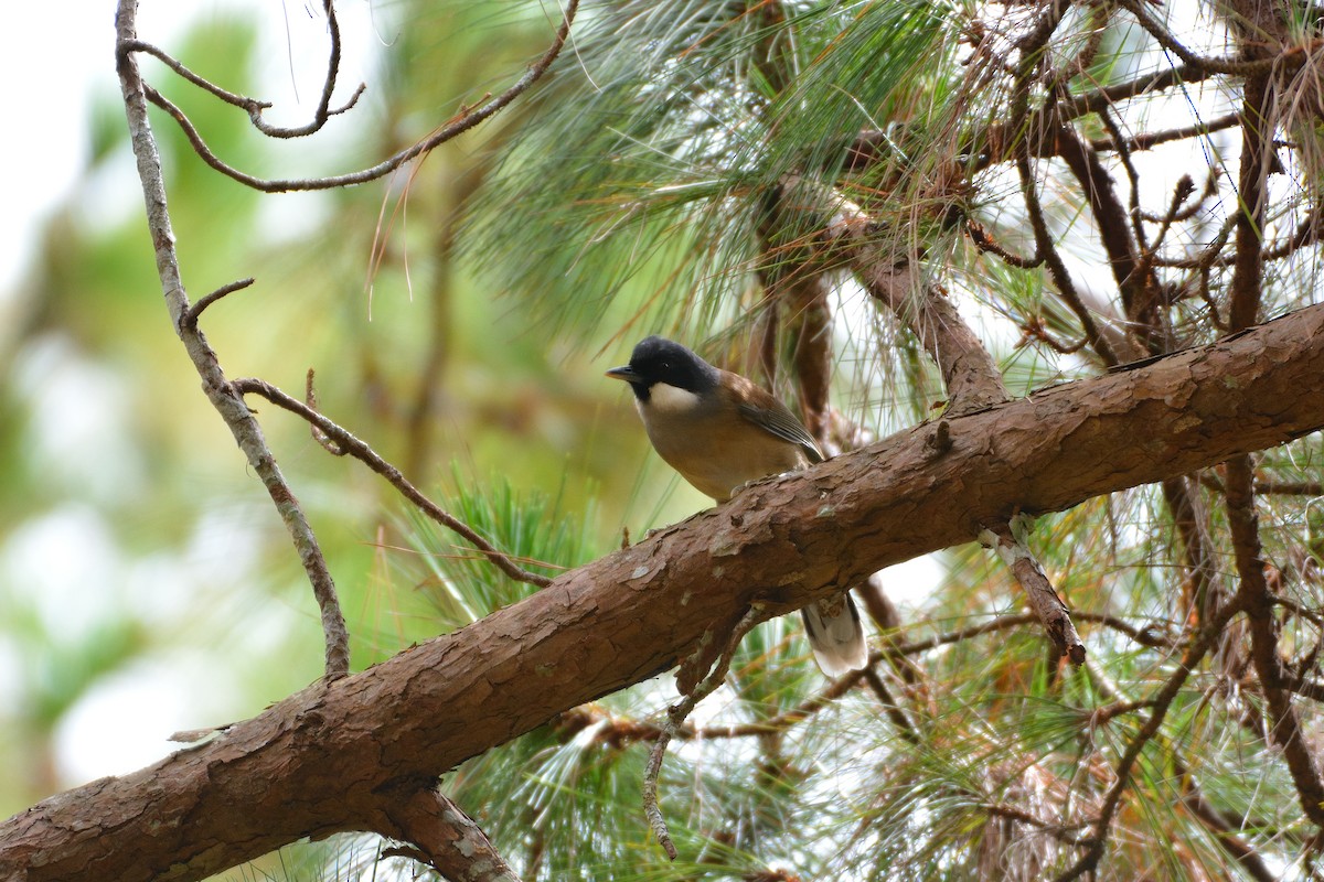 White-cheeked Laughingthrush - ML635293545