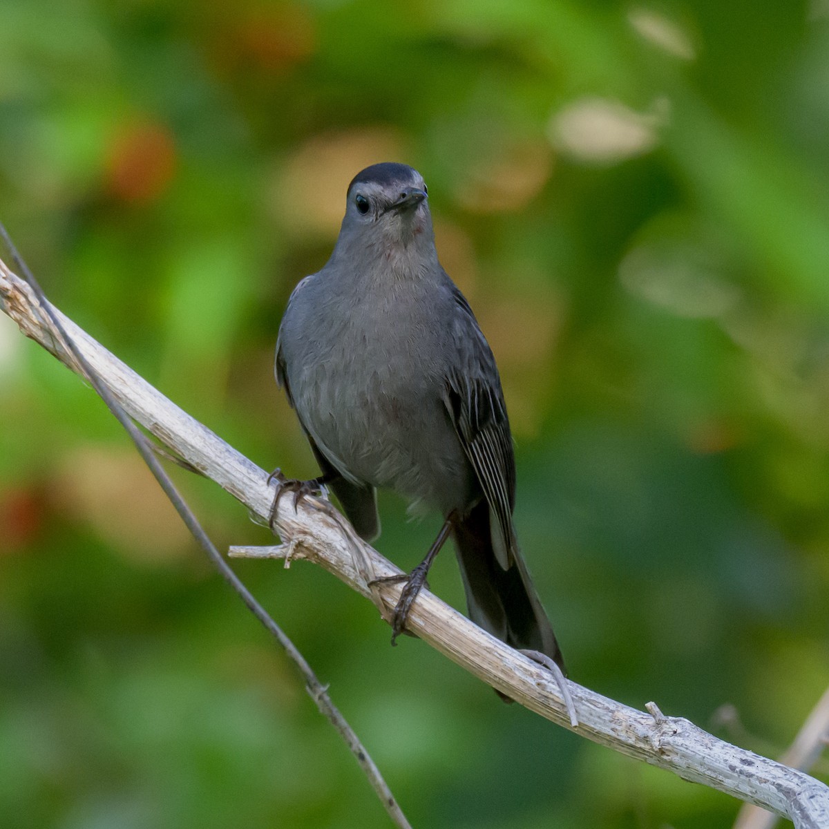 Katzenspottdrossel - ML635293551