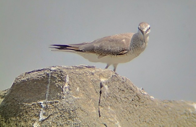 Chevalier de Sibérie - ML635293577