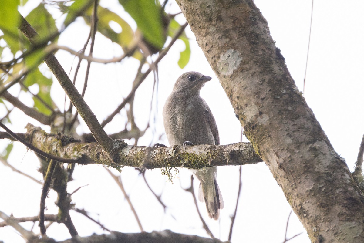 Lesser Honeyguide (Thick-billed) - ML635293625