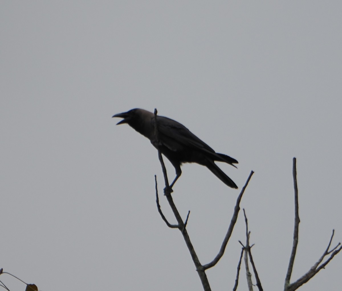 House Crow - ML635293742