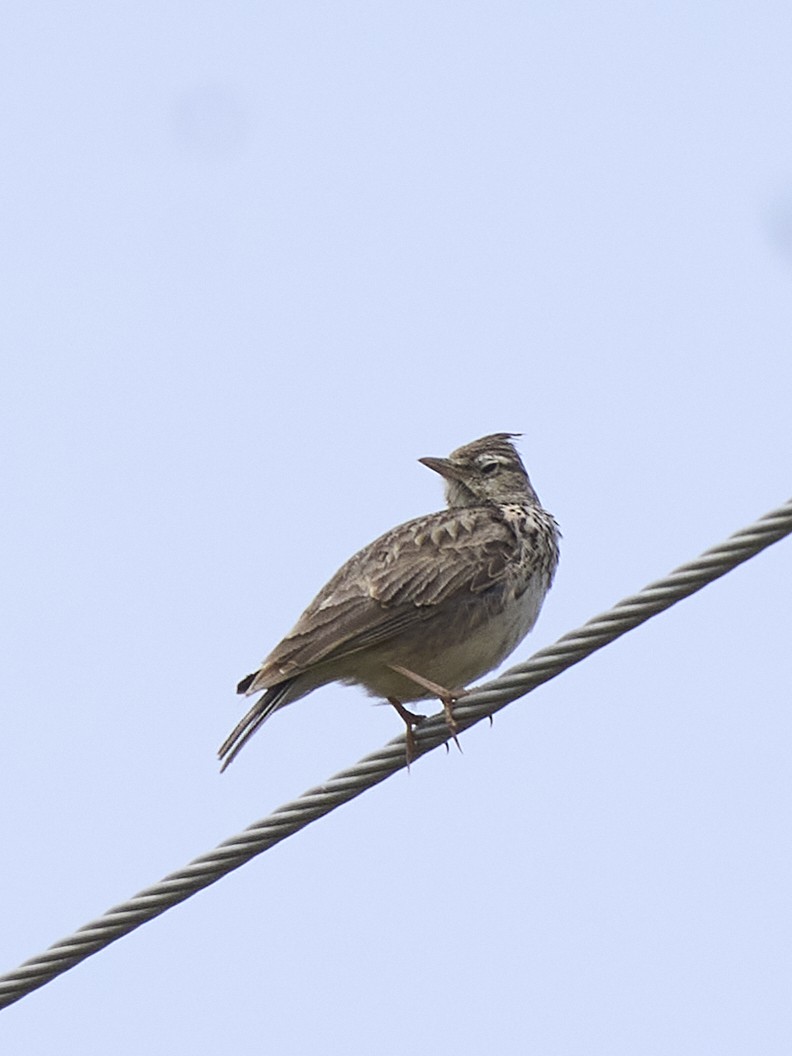 Thekla's/Crested Lark - ML635293813