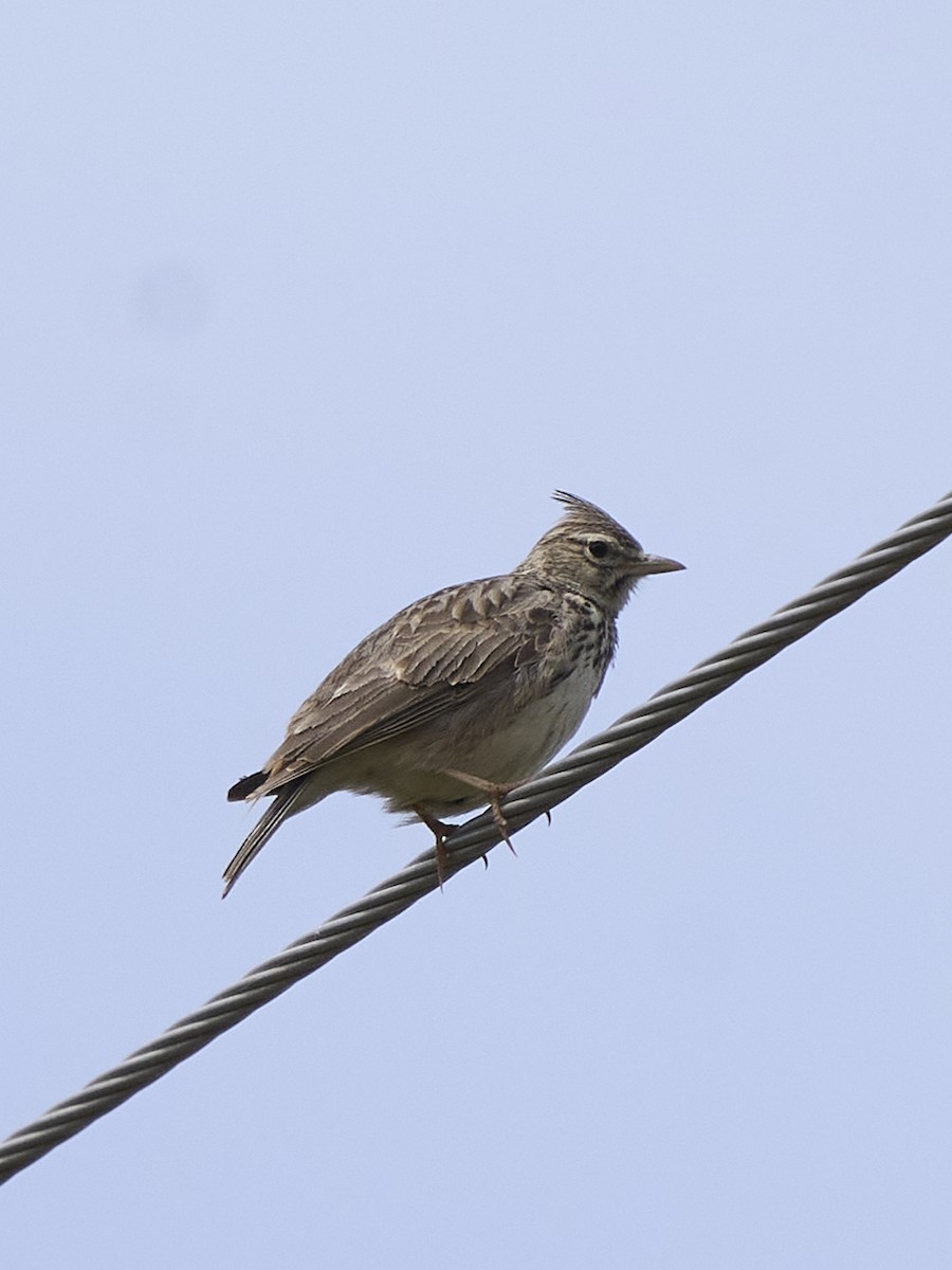 Thekla's/Crested Lark - ML635293814