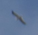 Larus sp. - ML635293825