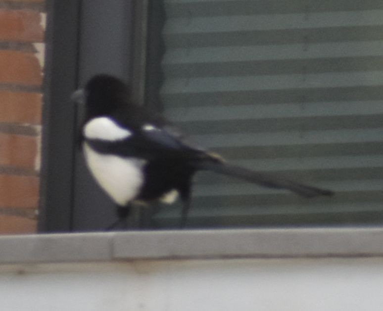 Eurasian Magpie - ML635293834