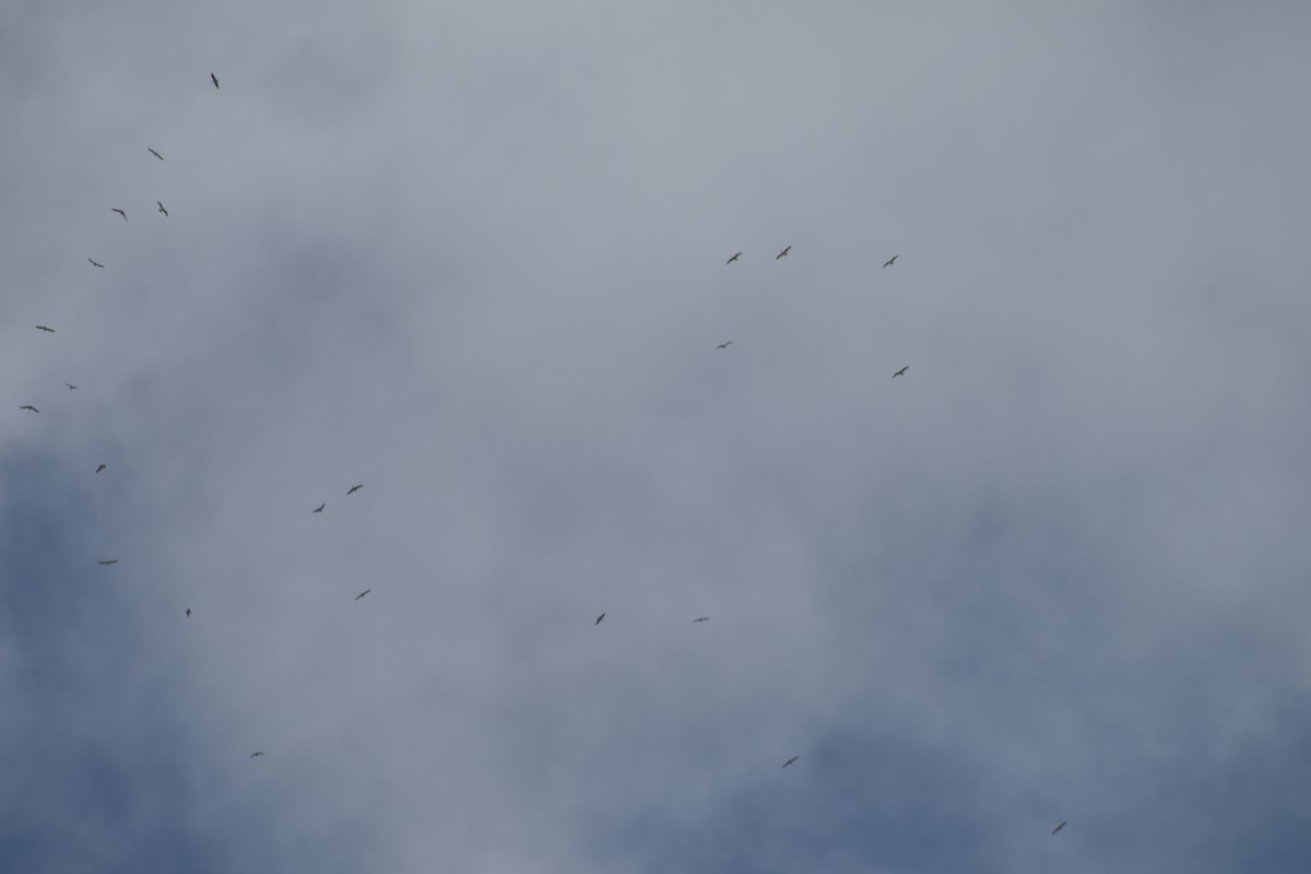 Larus sp. - ML635293844