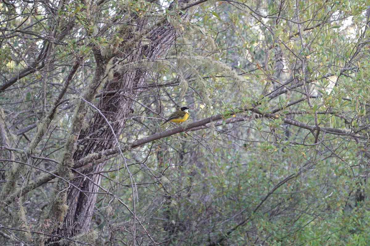 Golden Whistler (Western) - ML635293845