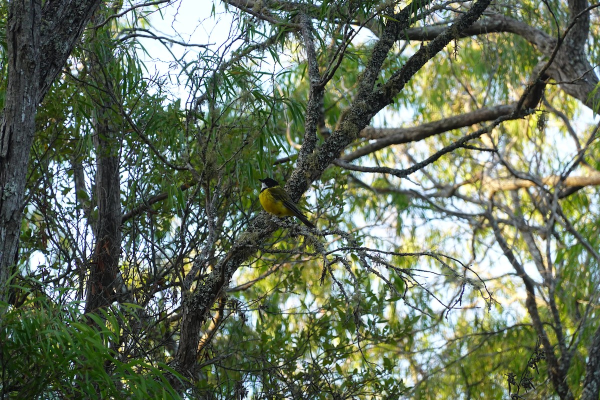 Golden Whistler (Western) - ML635293846