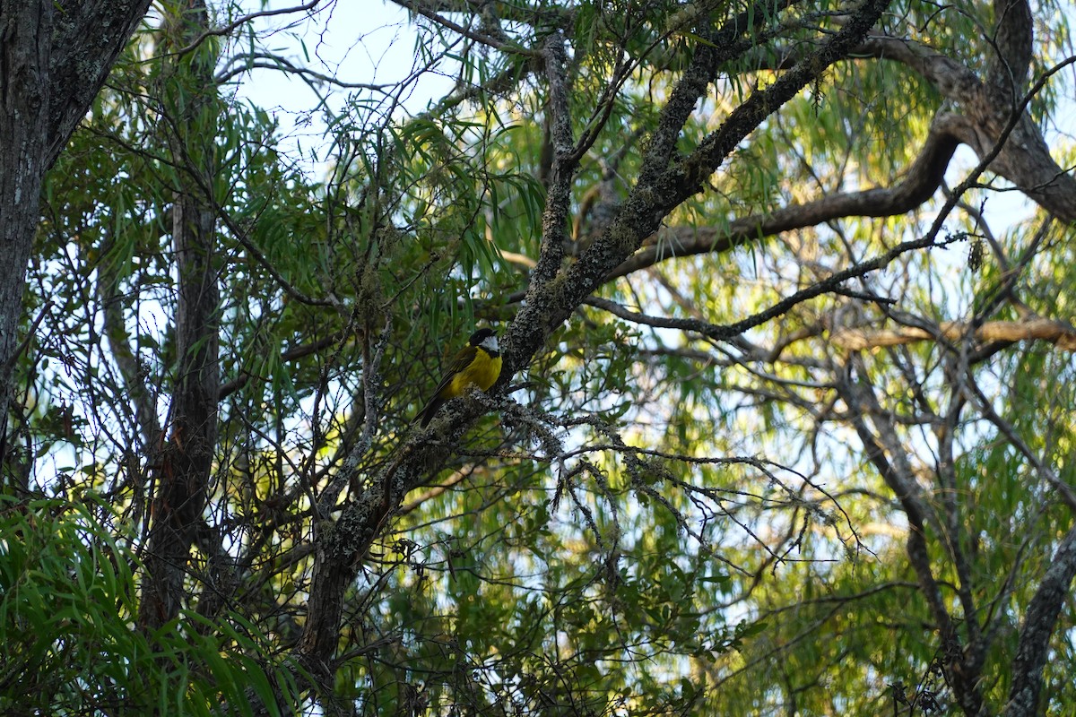 Golden Whistler (Western) - ML635293847