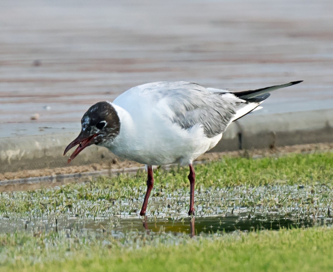 Black-headed Gull - ML635293850