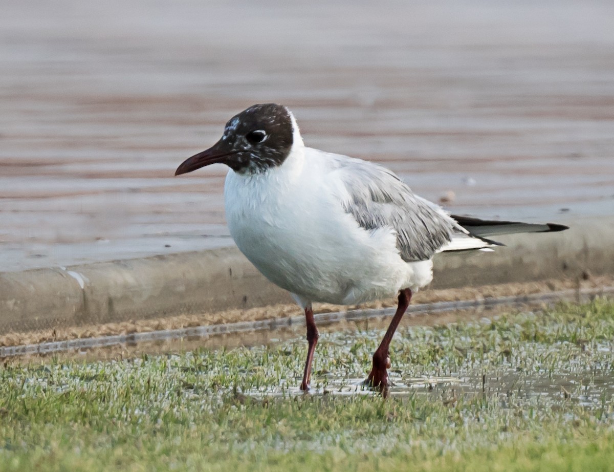 Black-headed Gull - ML635293851