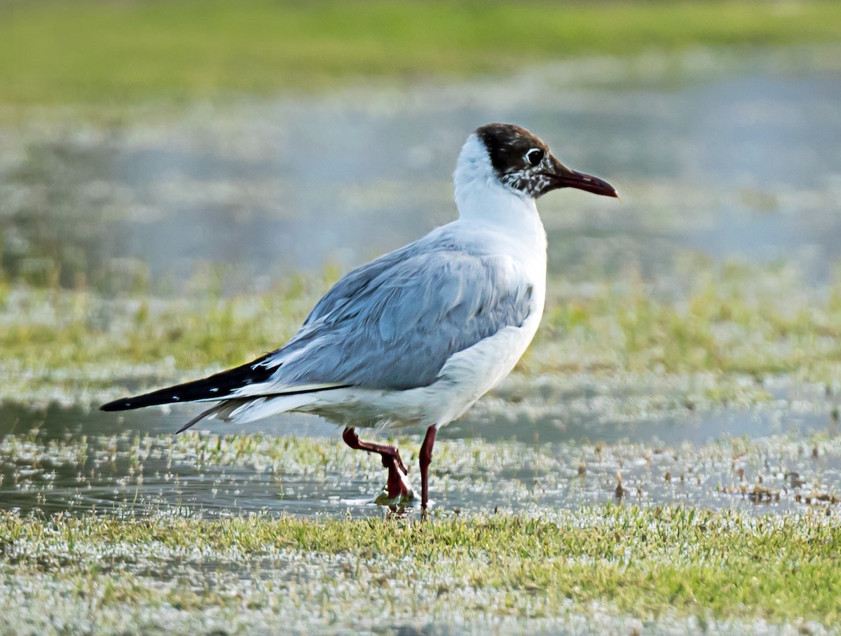 Black-headed Gull - ML635293853