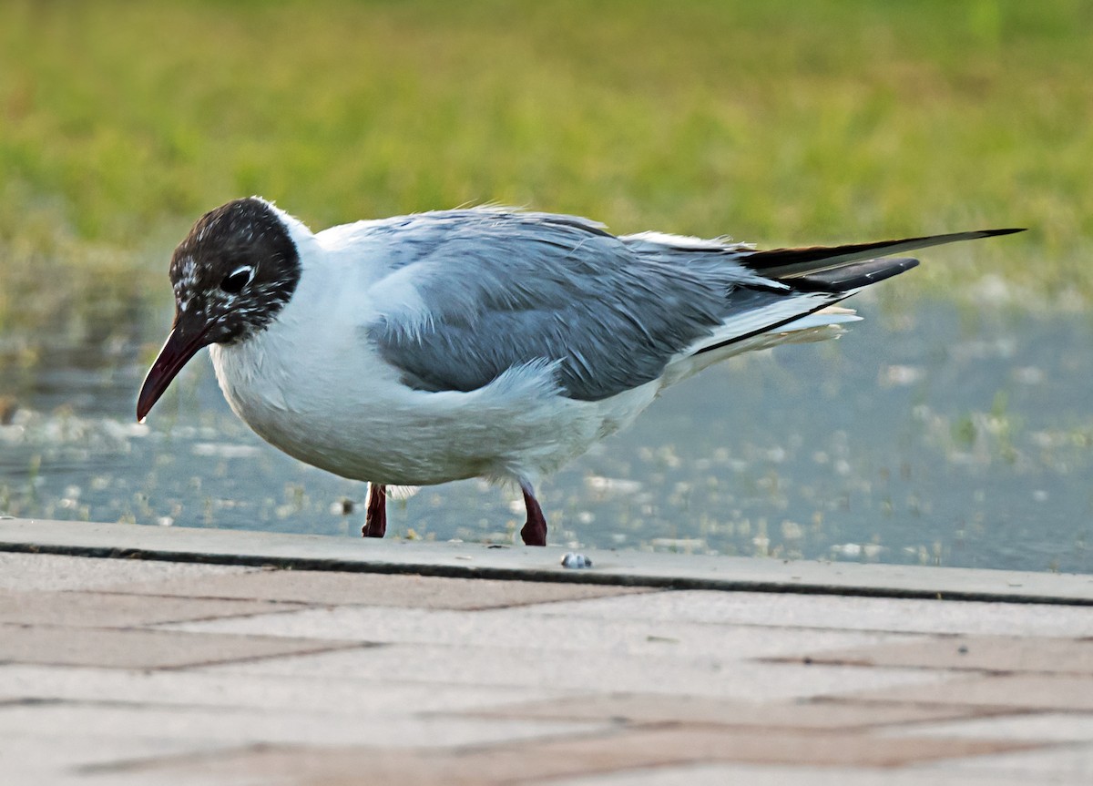 Black-headed Gull - ML635293854