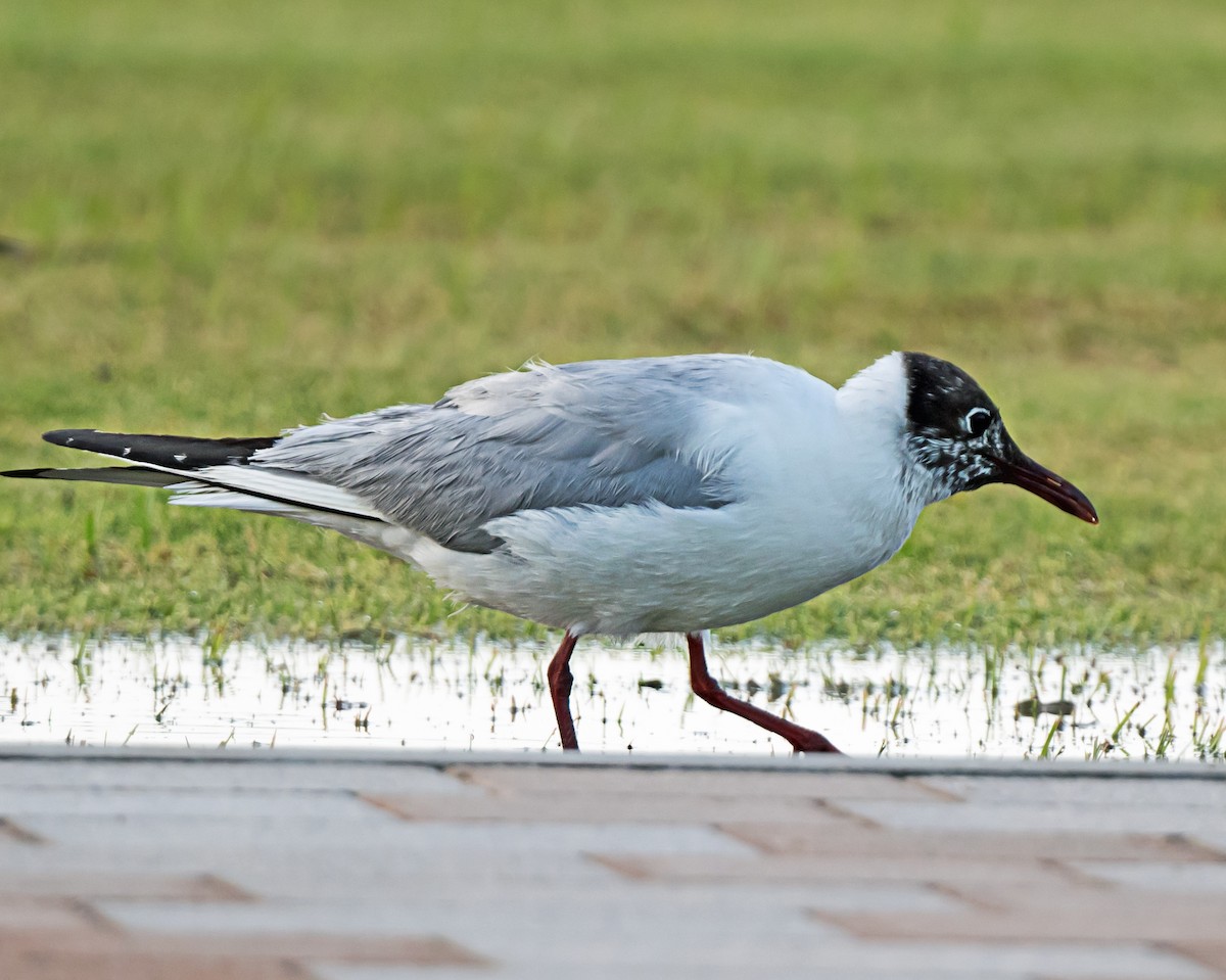Black-headed Gull - ML635293855