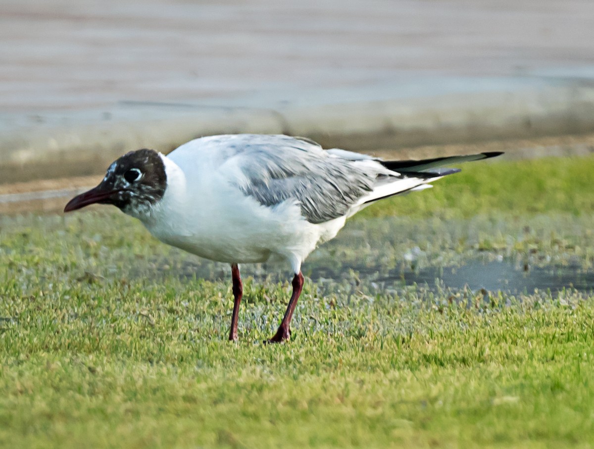 Black-headed Gull - ML635293856