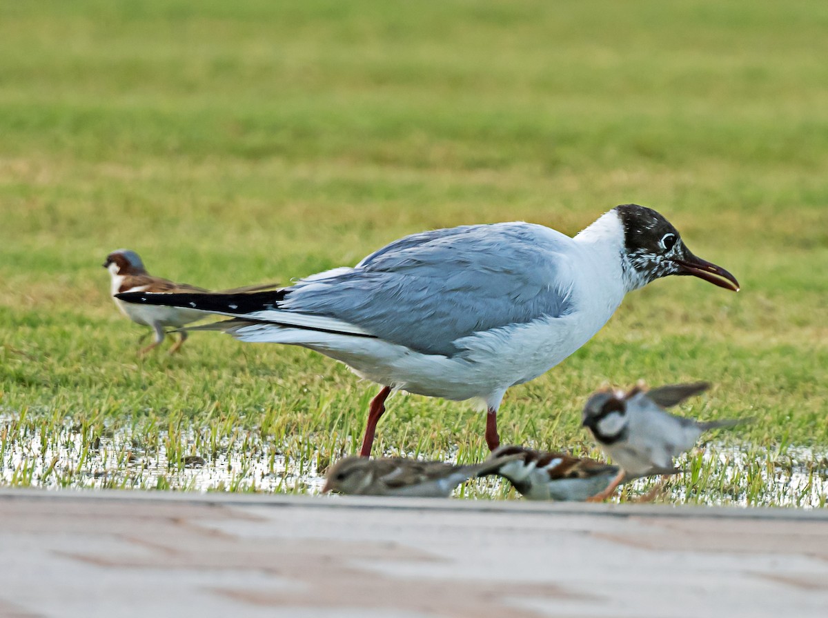 Black-headed Gull - ML635293857