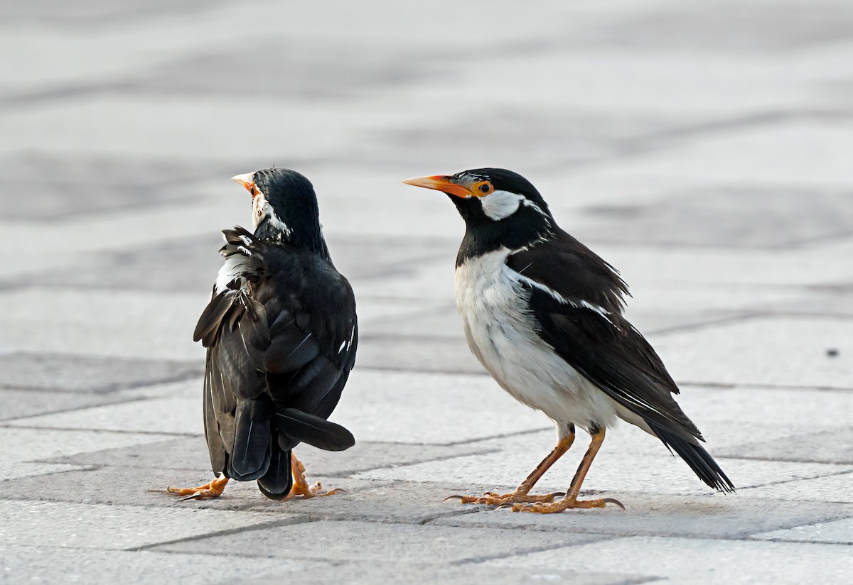 Indian Pied Starling - ML635293872