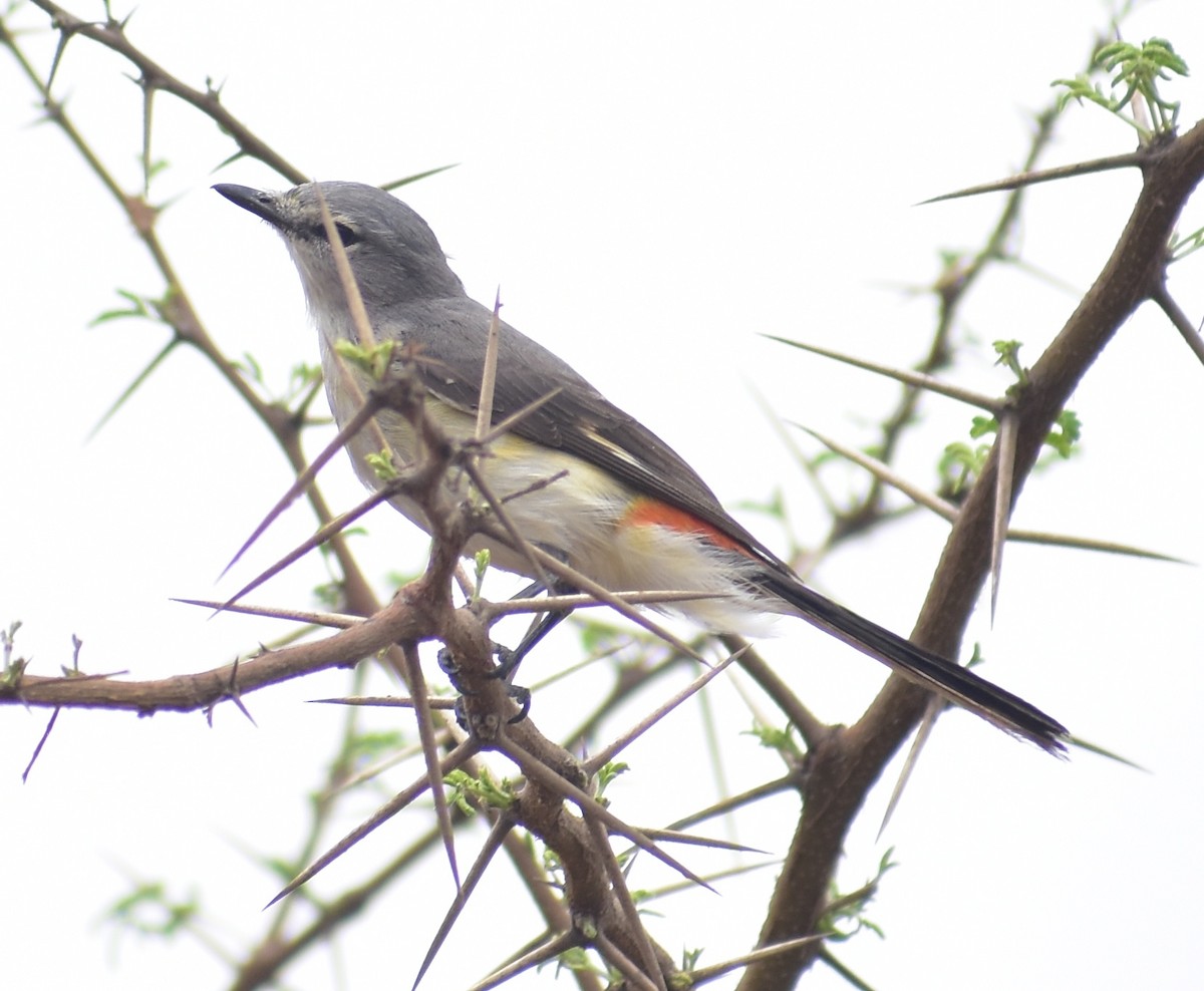 Small Minivet - ML635293880