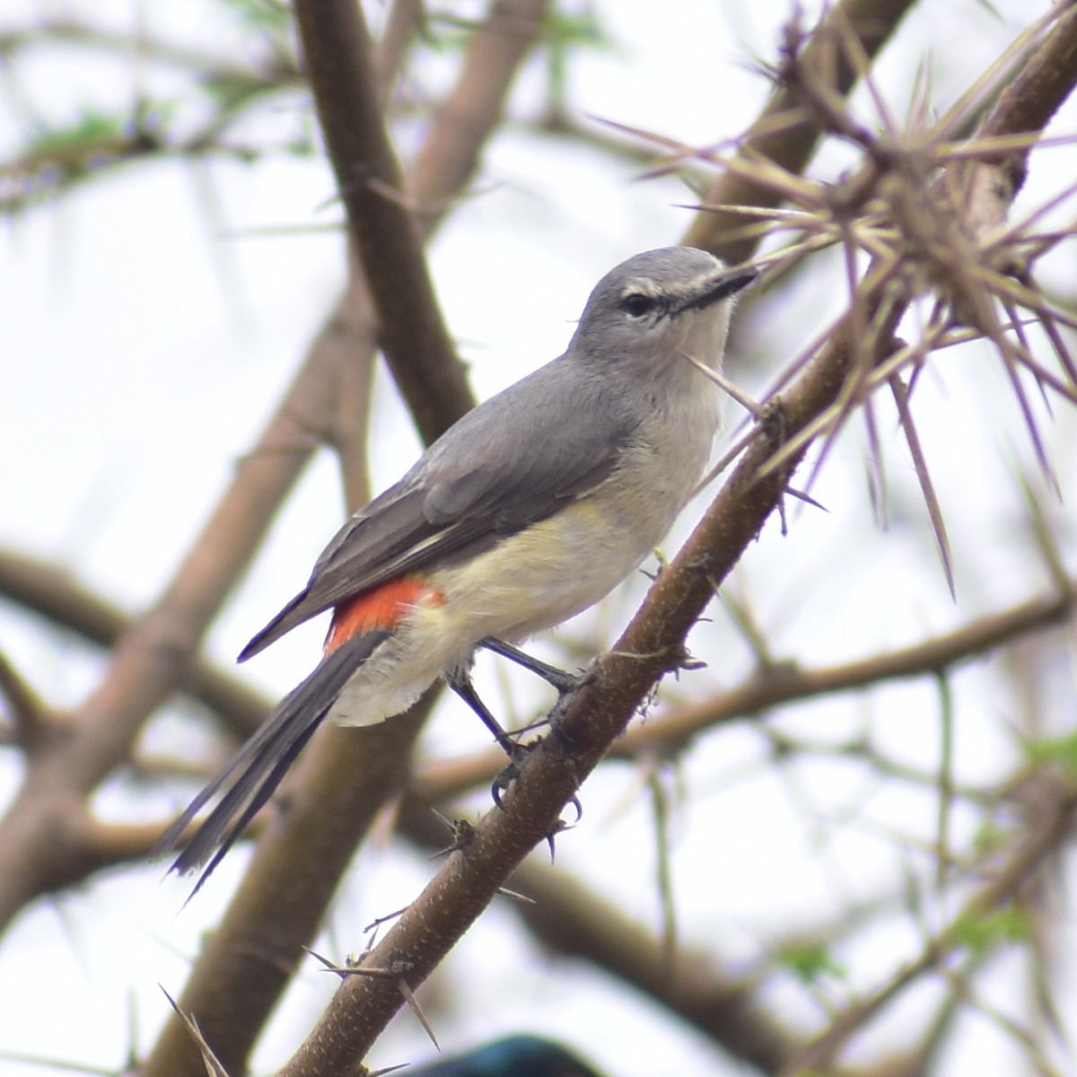 Small Minivet - ML635293885