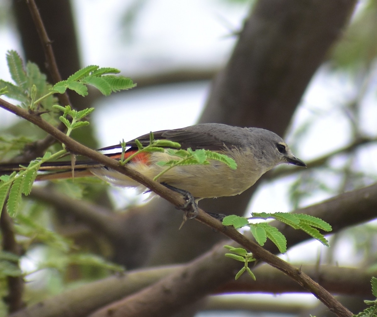 Small Minivet - ML635293888