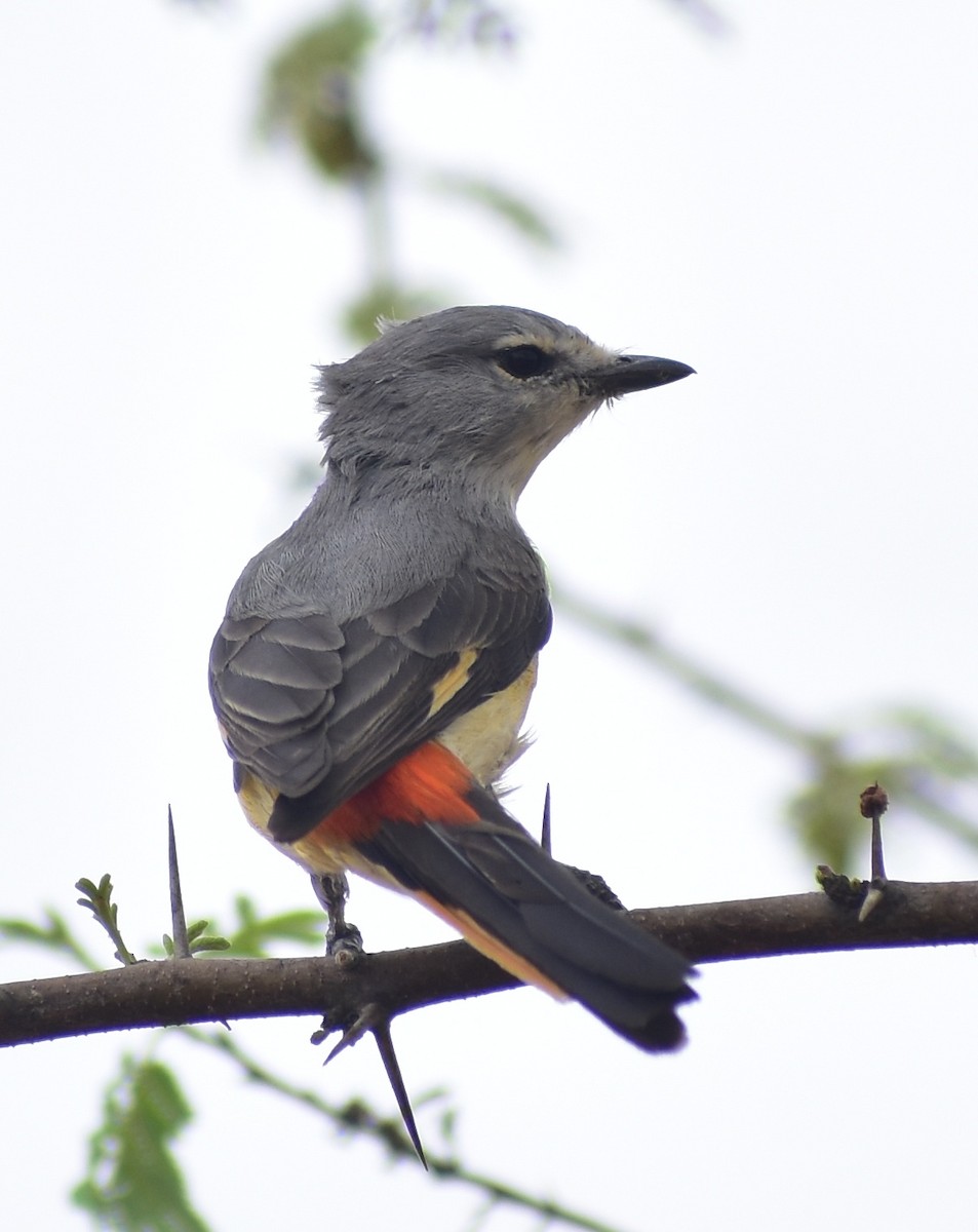 Small Minivet - ML635293897