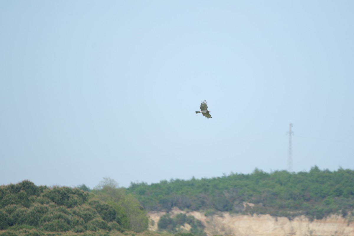 Short-toed Snake-Eagle - ML635293951