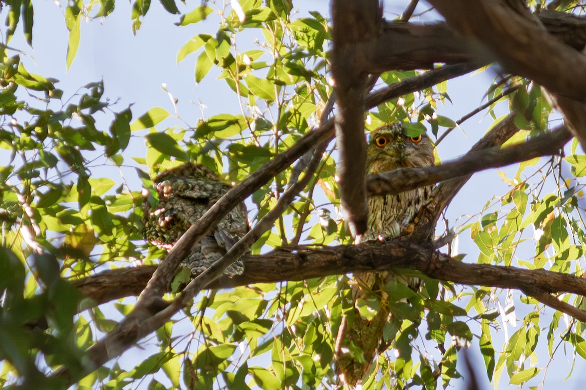 Tawny Frogmouth - ML635294022