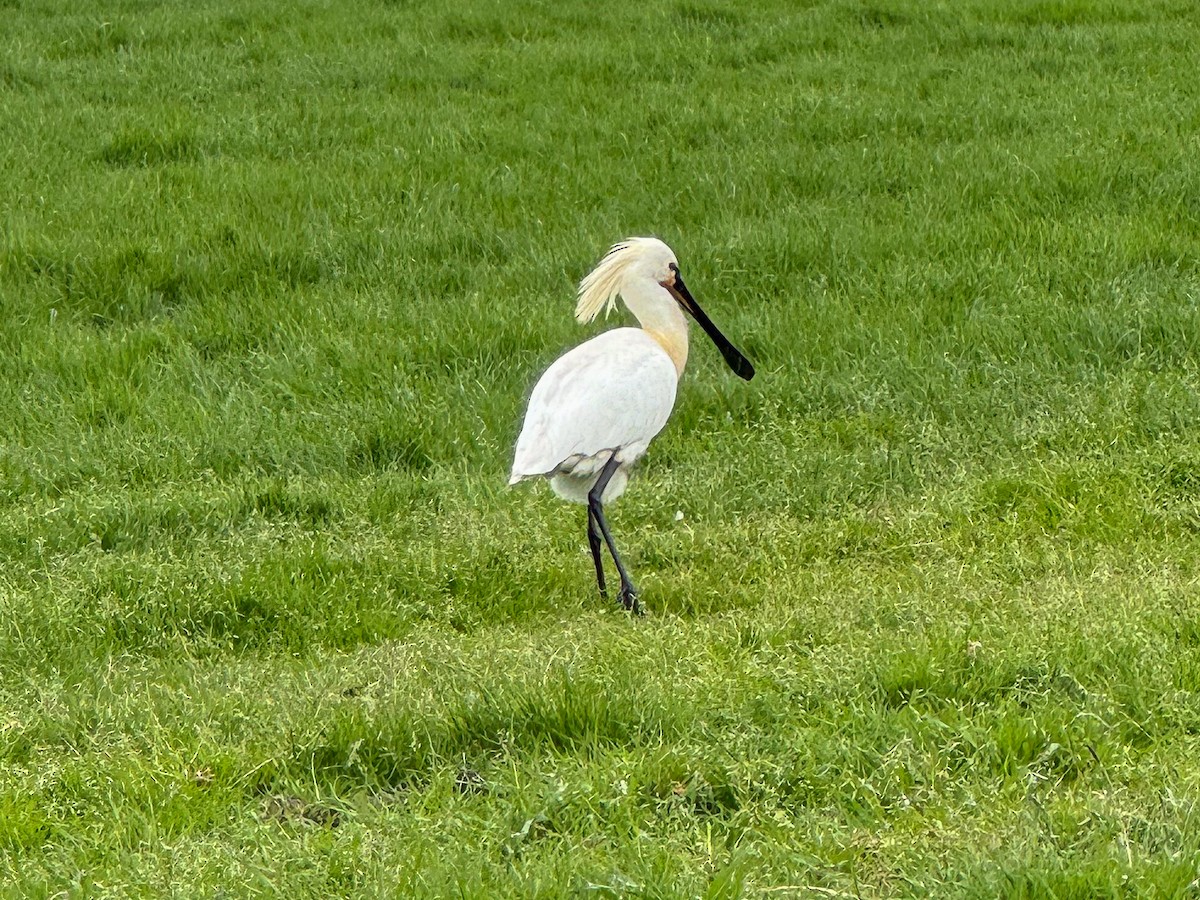 Eurasian Spoonbill - ML635294034