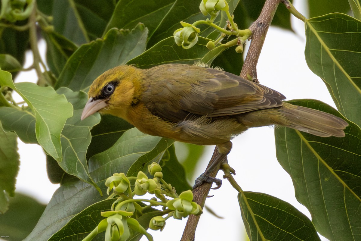 Olive-naped Weaver - ML635294107