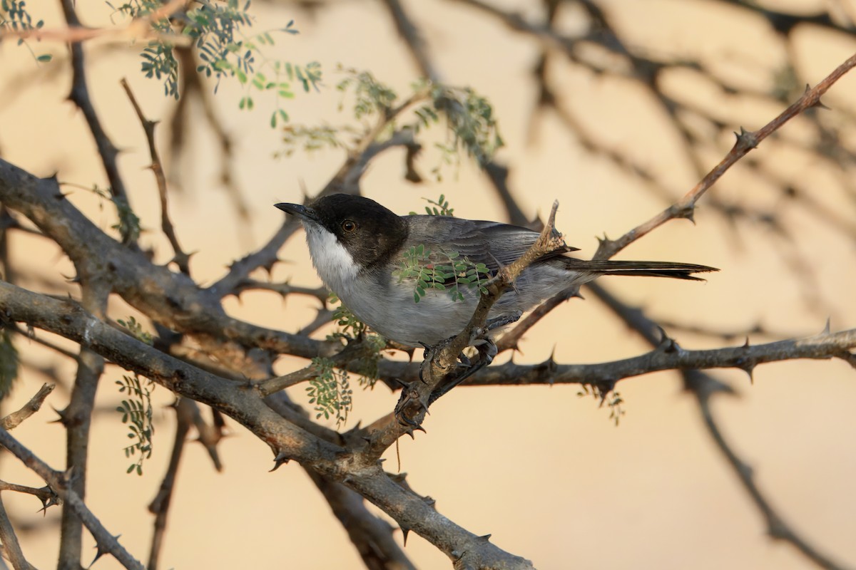 Arabian Warbler - ML635294129
