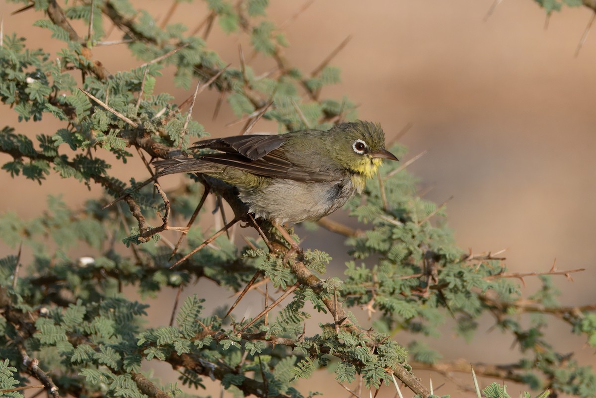 Abyssinian White-eye - ML635294157