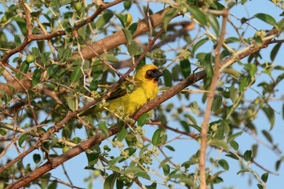 אורג ערבי - ML635294205
