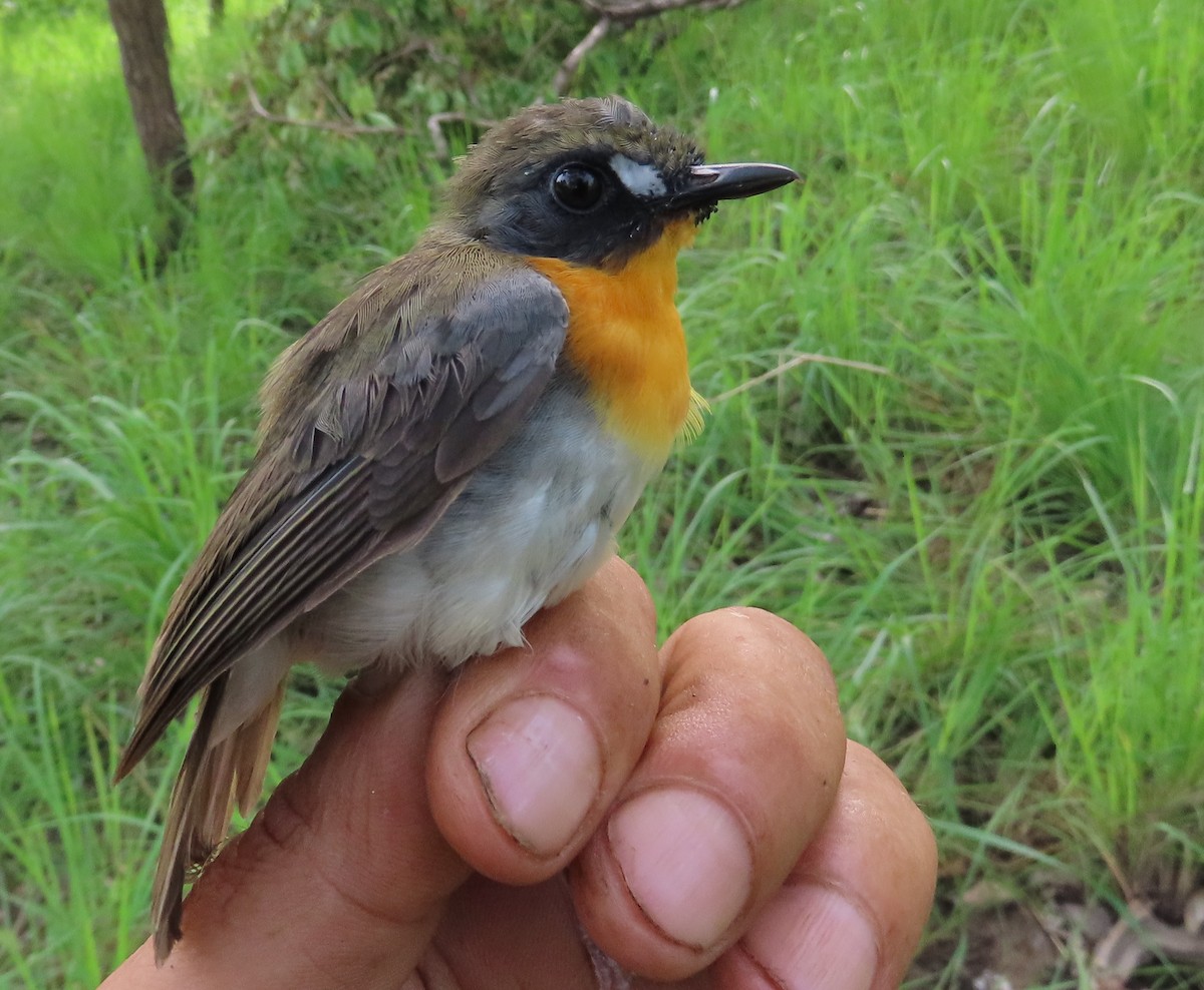 Orange-breasted Forest Robin - ML635294298