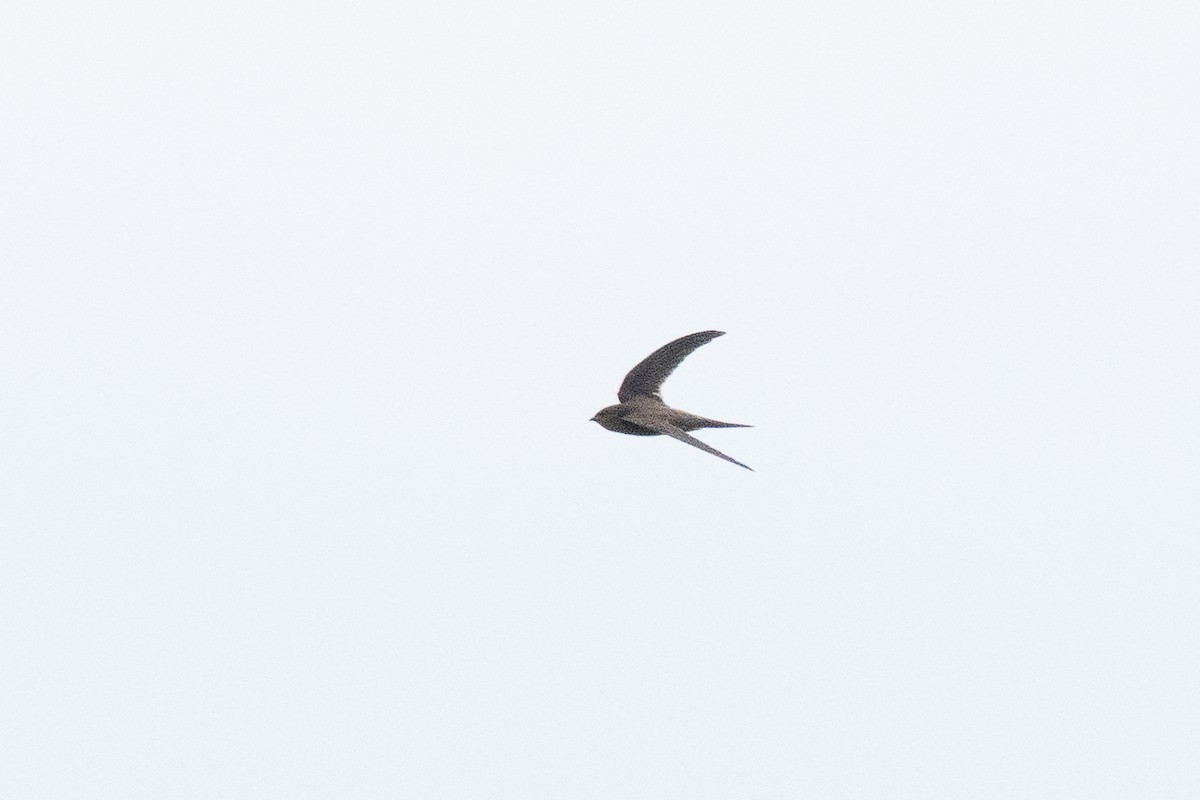 Asian Palm Swift - ML635294302