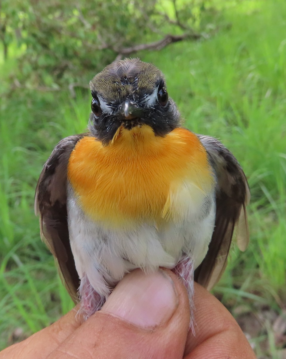 Orange-breasted Forest Robin - ML635294305