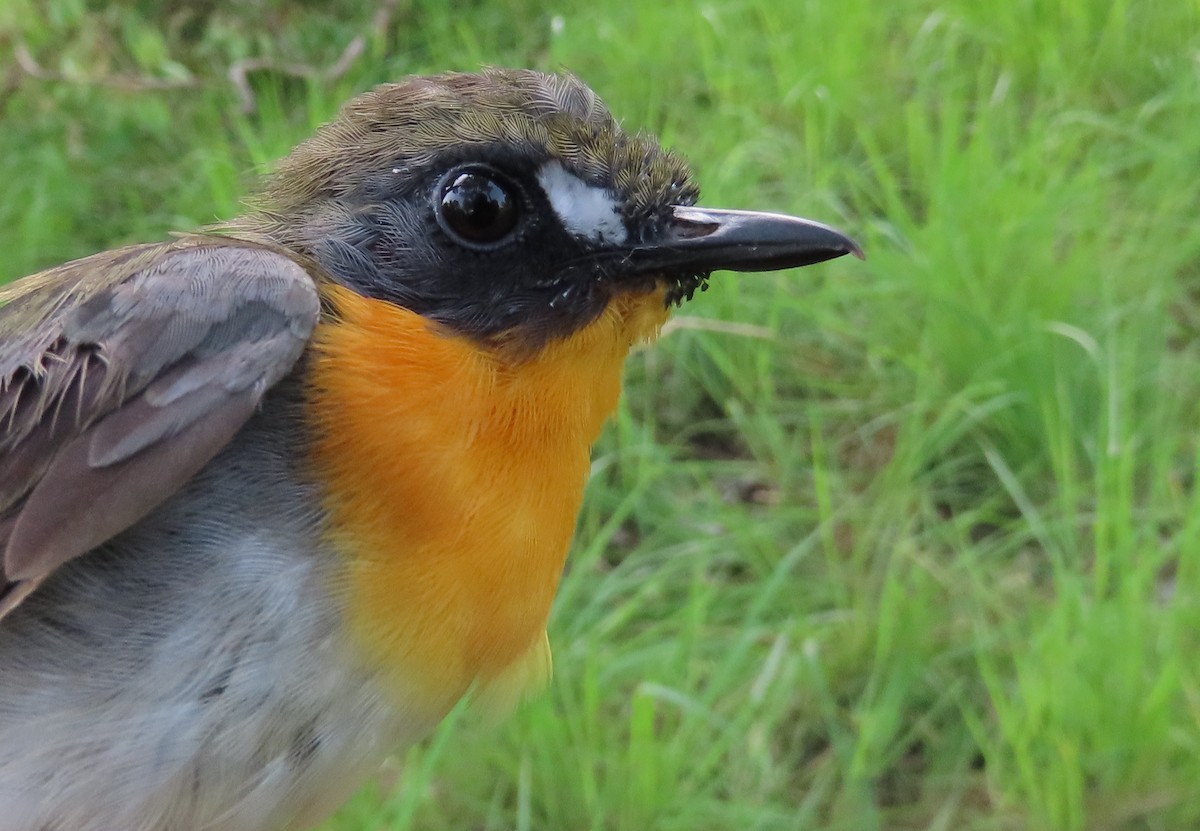 Orange-breasted Forest Robin - ML635294312