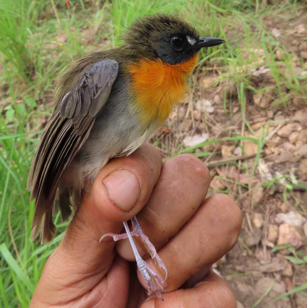 Orange-breasted Forest Robin - ML635294327