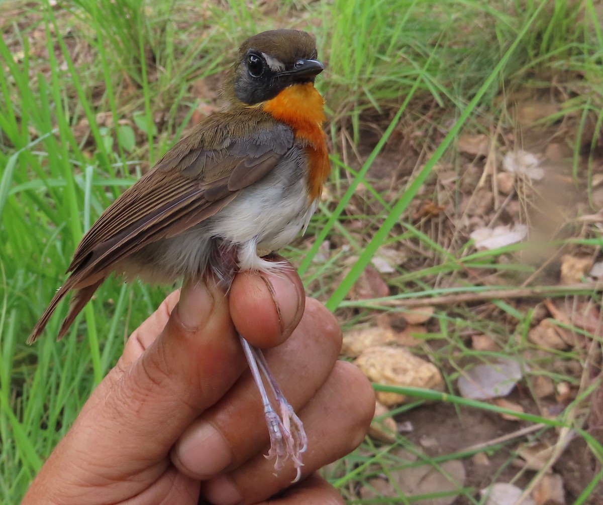 Orange-breasted Forest Robin - ML635294340