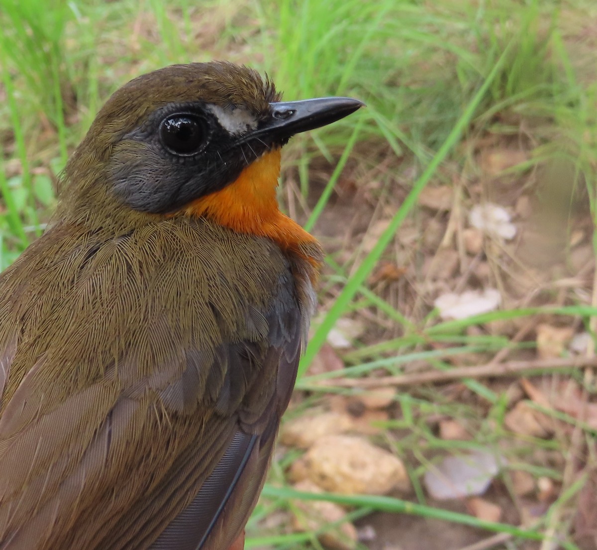Orange-breasted Forest Robin - ML635294347