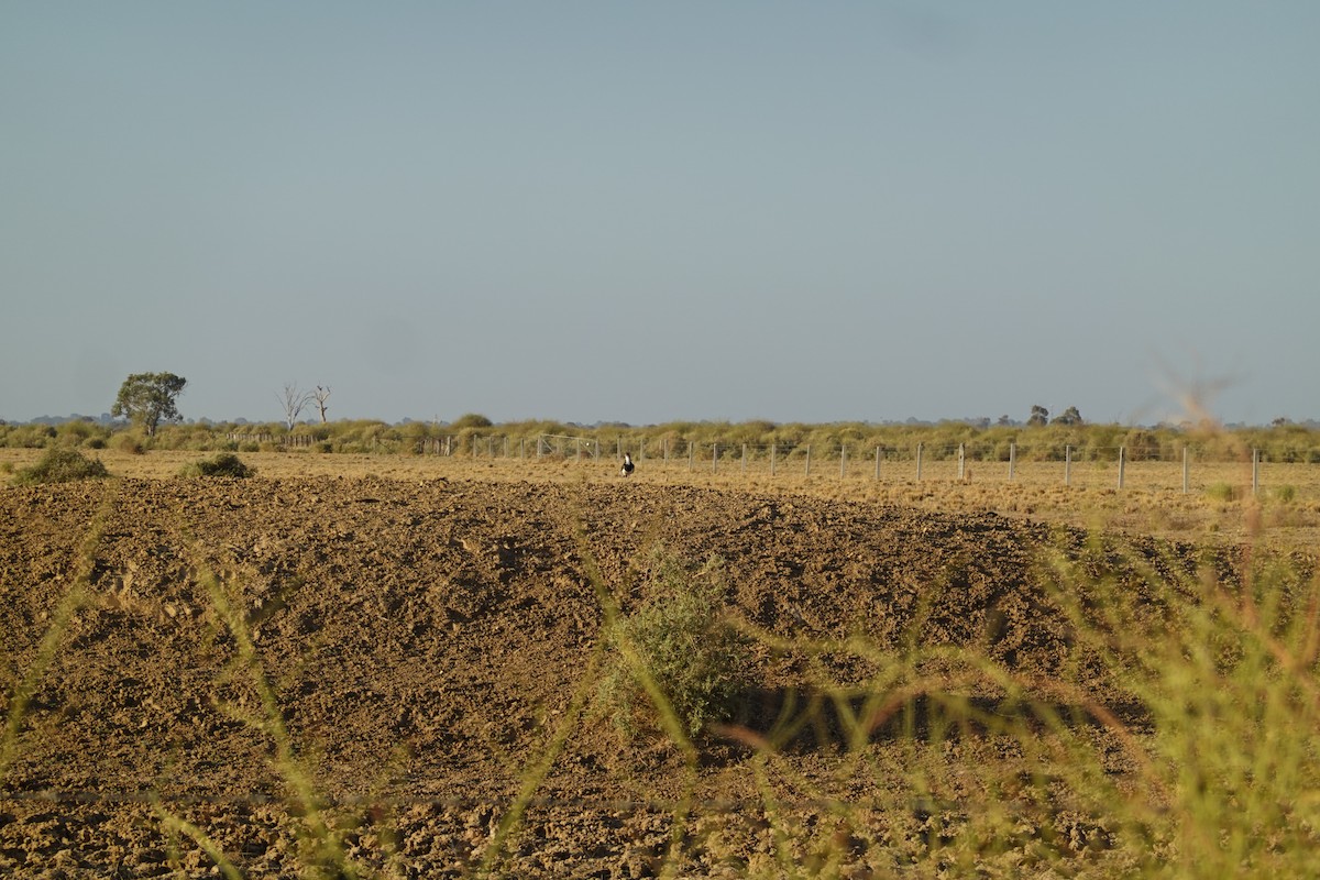 Banded Lapwing - ML635294455