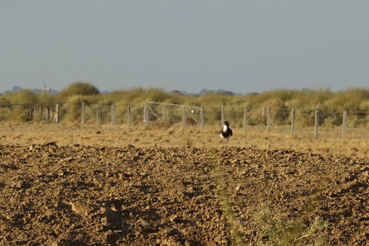 Banded Lapwing - ML635294456