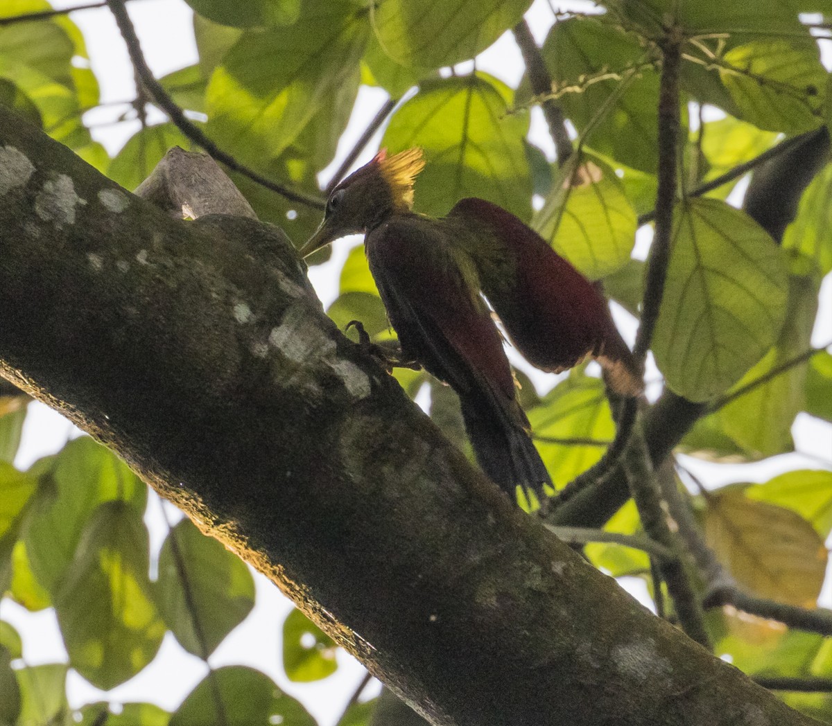 Crimson-winged Woodpecker - ML635294548