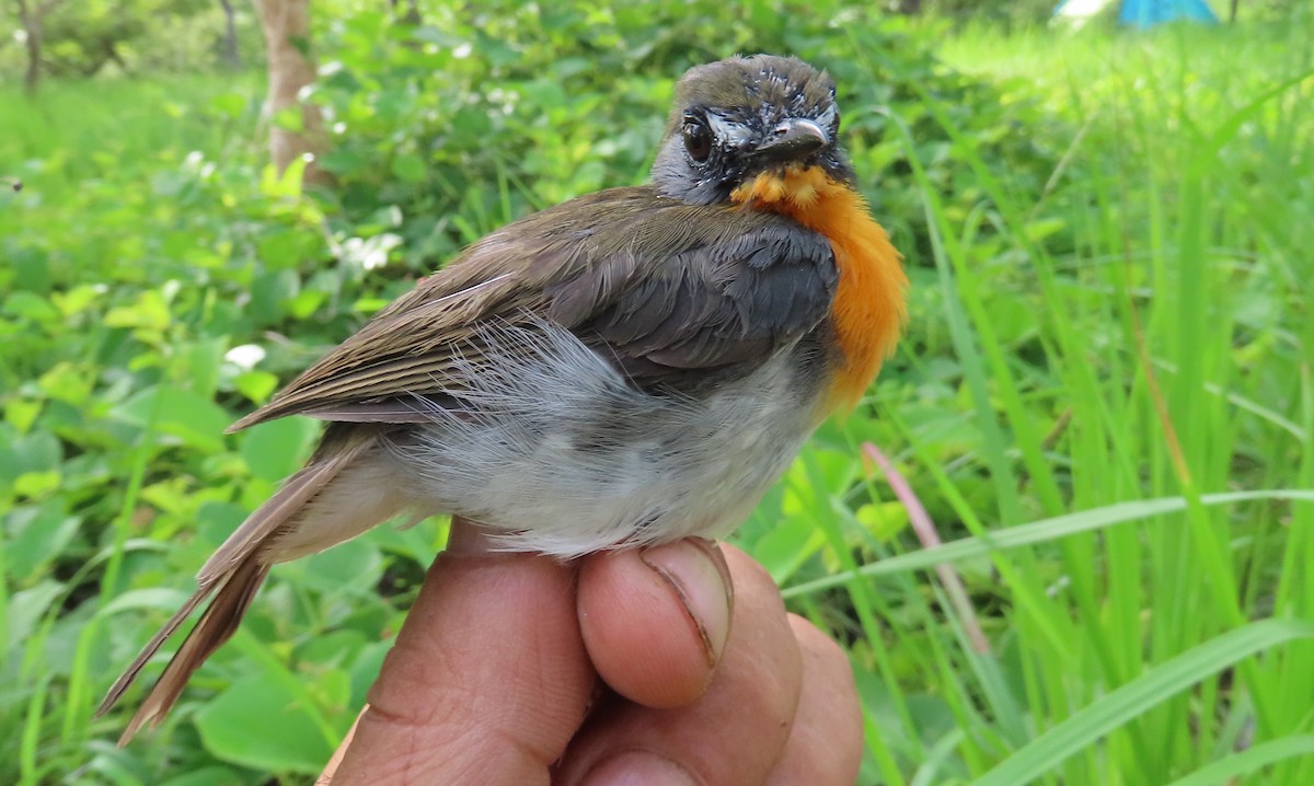 Orange-breasted Forest Robin - ML635294556