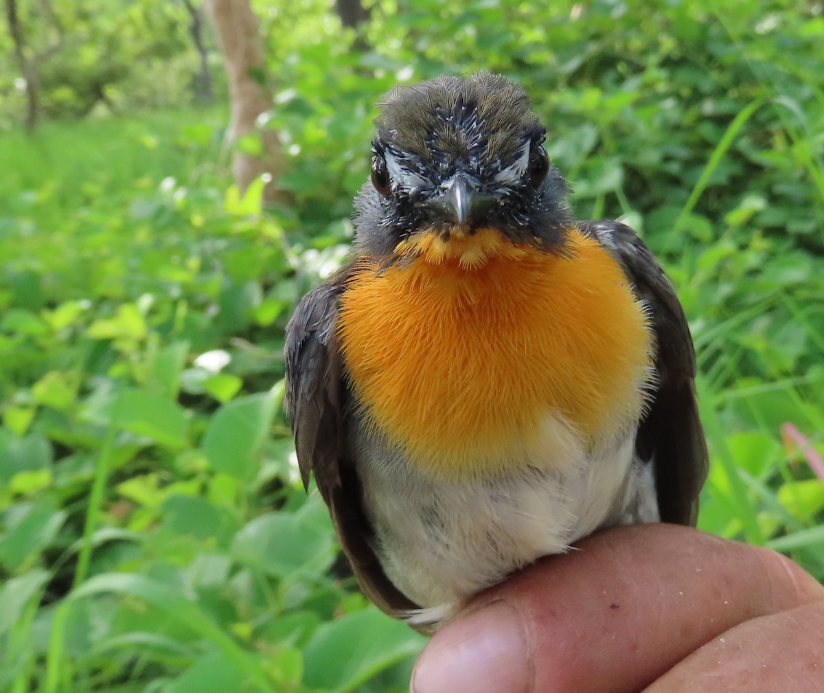 Orange-breasted Forest Robin - ML635294557