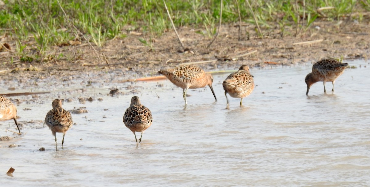 Short-billed Dowitcher (griseus) - ML635294566