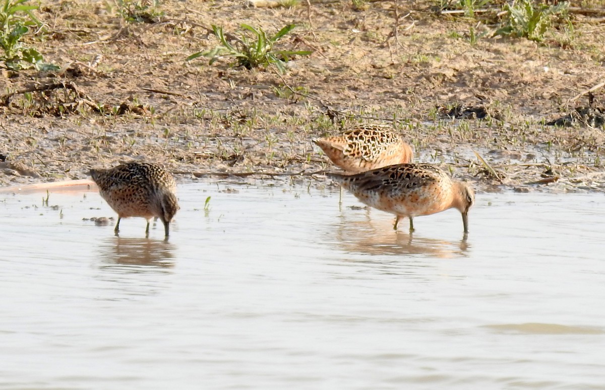 Short-billed Dowitcher (griseus) - ML635294581