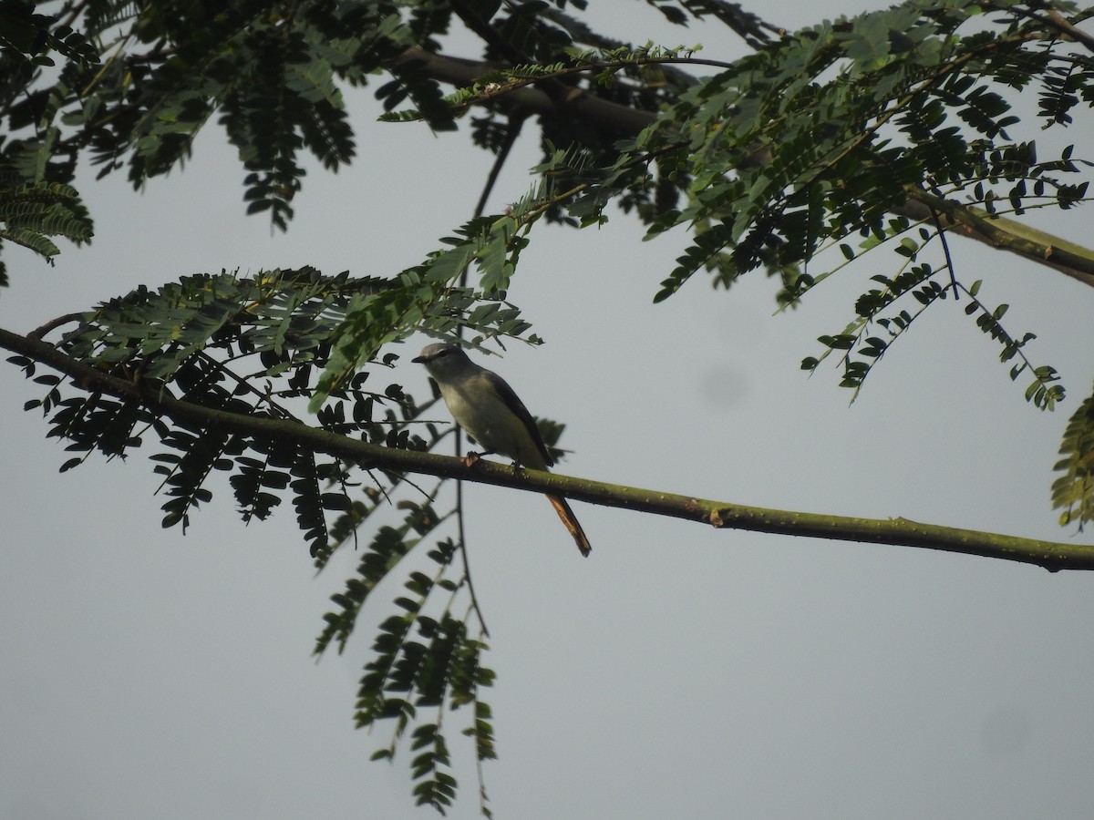 Small Minivet - ML635294602