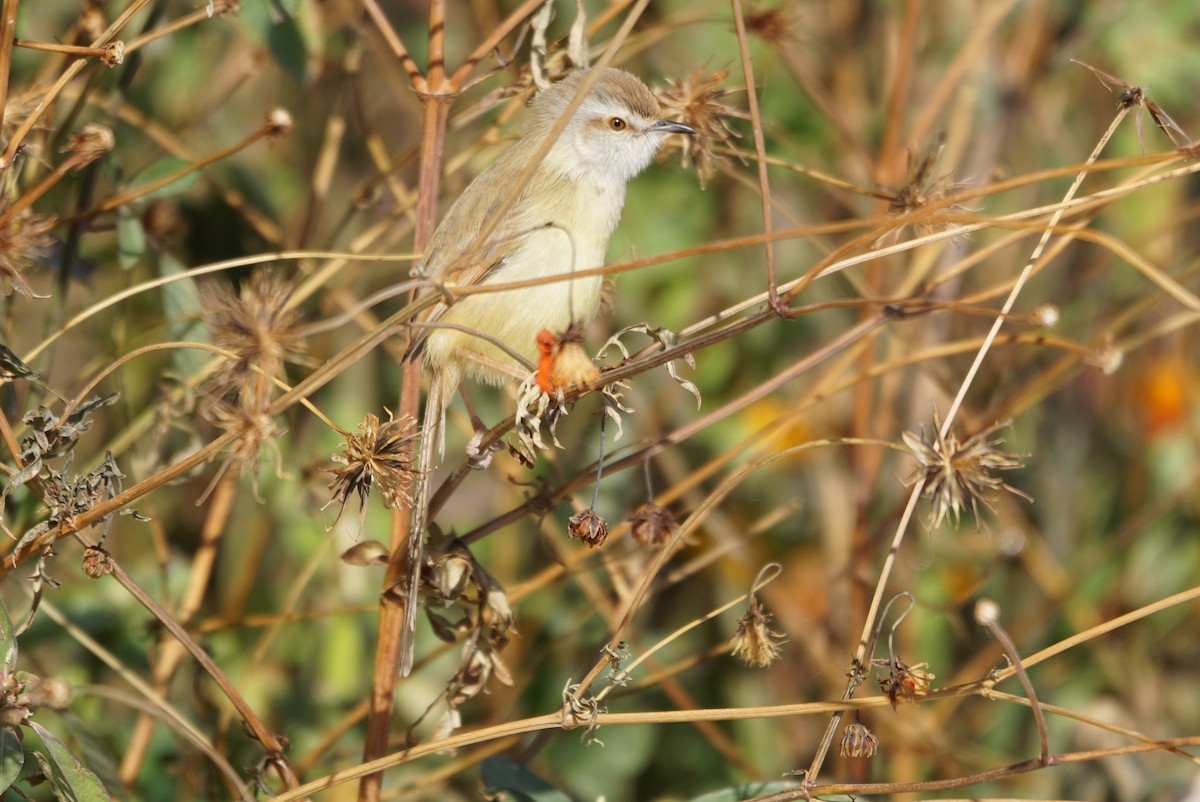 Black-chested Prinia - ML635294603