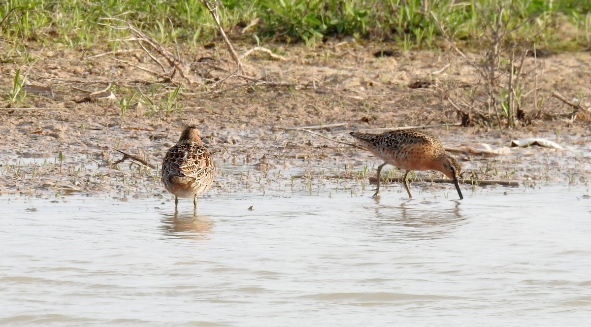 Short-billed Dowitcher (griseus) - ML635294606