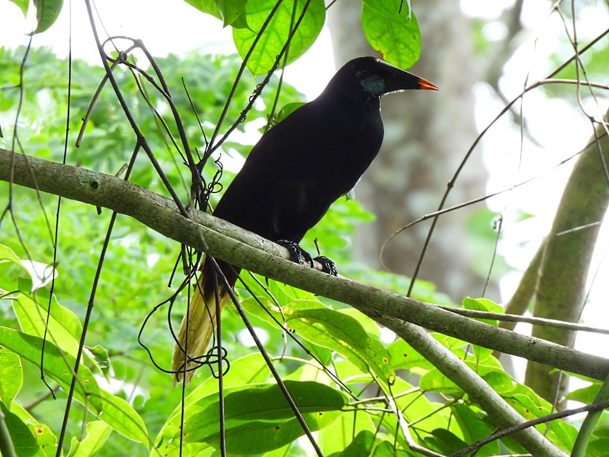Black Oropendola - ML635294607
